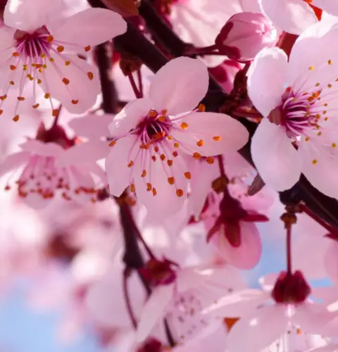 Significado de la flor del cerezo o Sakura
