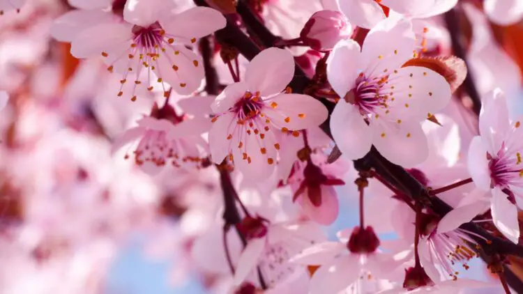 Significado de la flor del cerezo o Sakura