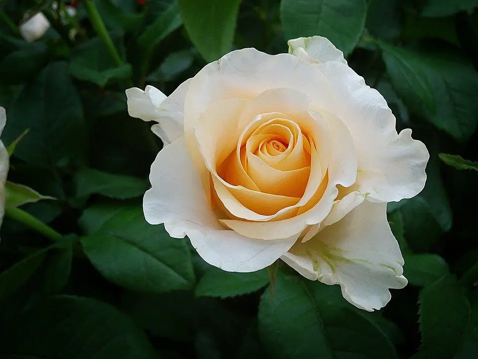 El significado de la rosa blanca a lo largo de la historia