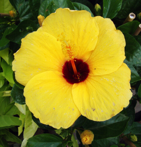 Significado de la flor hawaiana