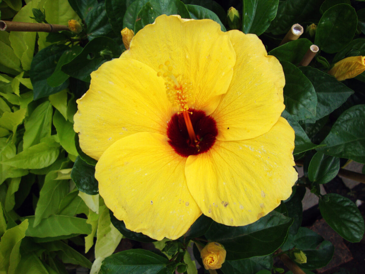 Significado de la flor hawaiana