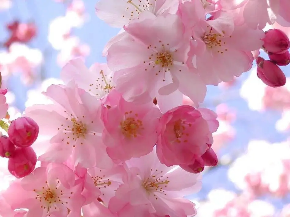 Flor del cerezo Sakura