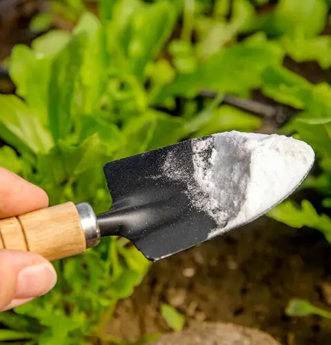 ¿Cómo usar bicarbonato de sodio en el jardín?