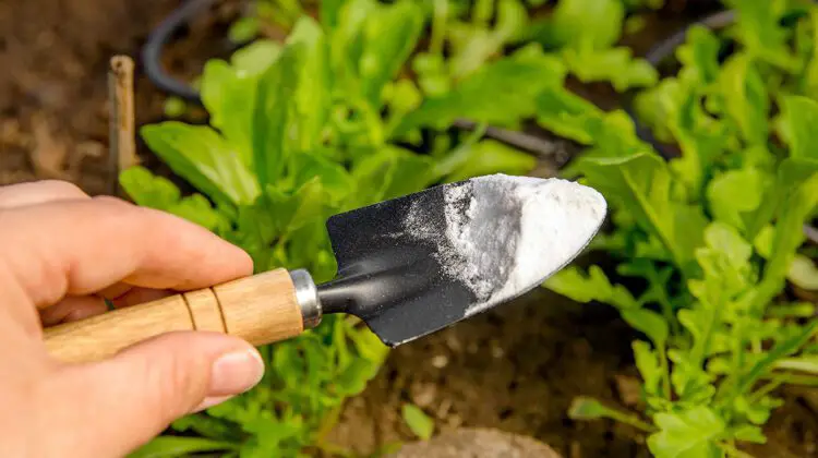 Cómo usar bicarbonato de sodio en el jardín