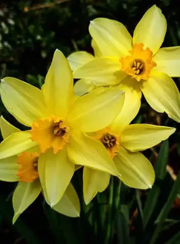 Flor de narciso, significado espiritual y simbolismo