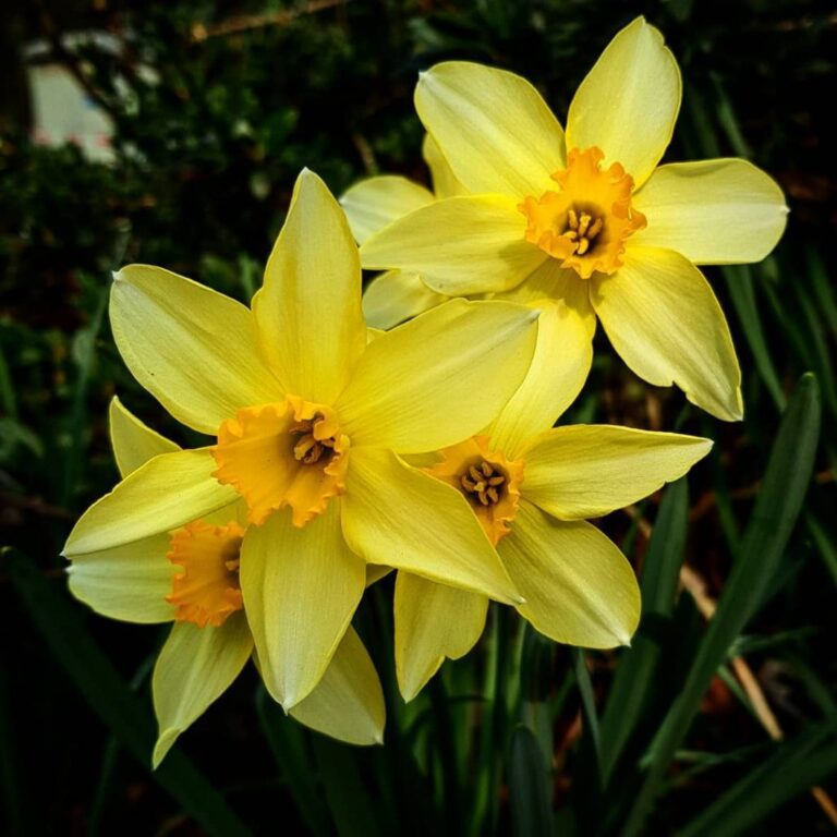 Flor de narciso, significado espiritual y simbolismo