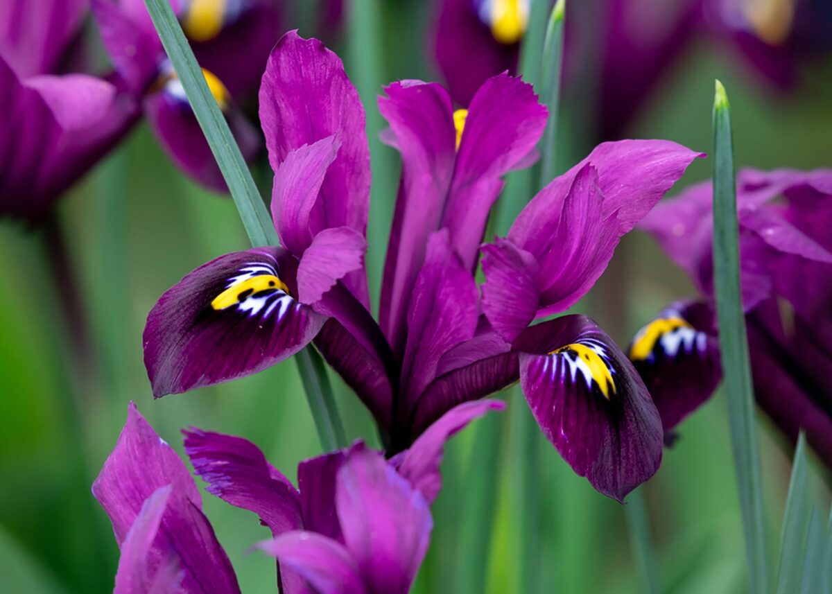 La flor de iris y su significado espiritual
