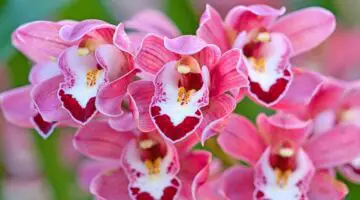 Tipos de orquídeas para regalar en casa
