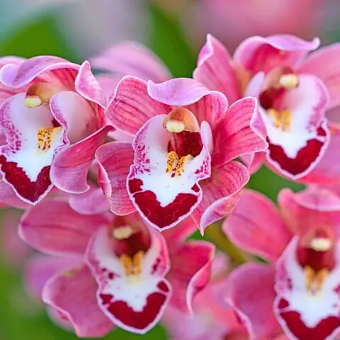 Los mejores tipos de orquídeas para tener en casa