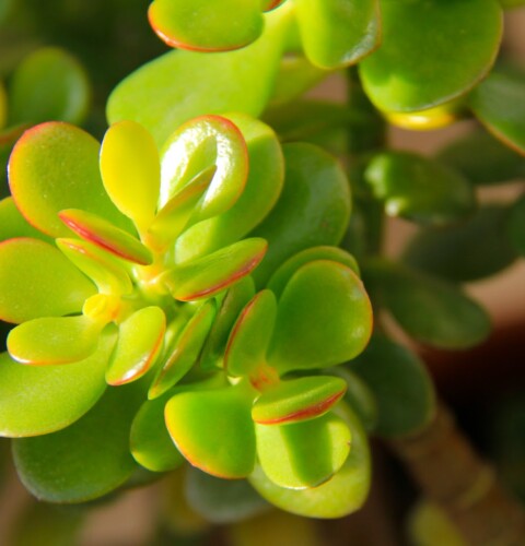El árbol de jade: dónde colocar esta planta en casa para atraer la buena suerte