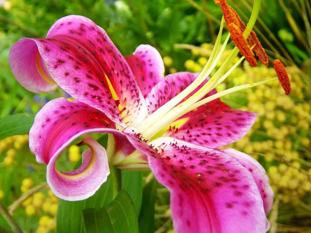 lirio flor mas hermosa bonita del mundo