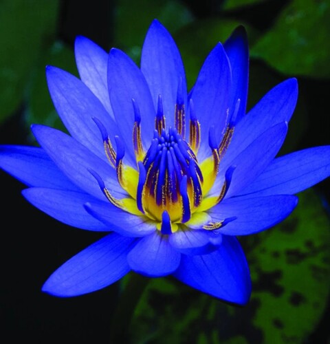 Leyendas y mitos de la flor de loto