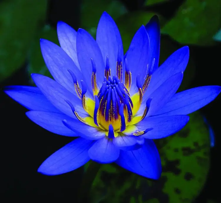 mitos leyendas simbologia flor de loto