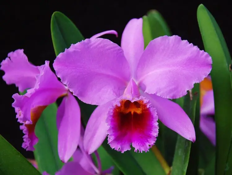 orquidea Cattleya cuidados