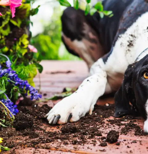 7 Plantas venenosas para perros, mucho cuidado con ellas