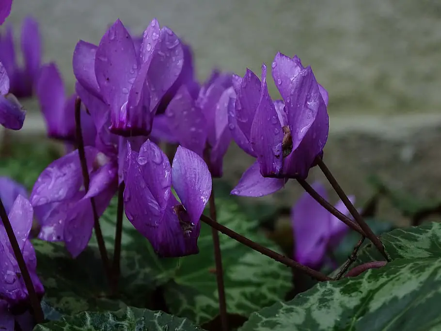 Ciclamen Púrpura