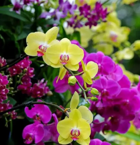 Clasificación de las orquídeas