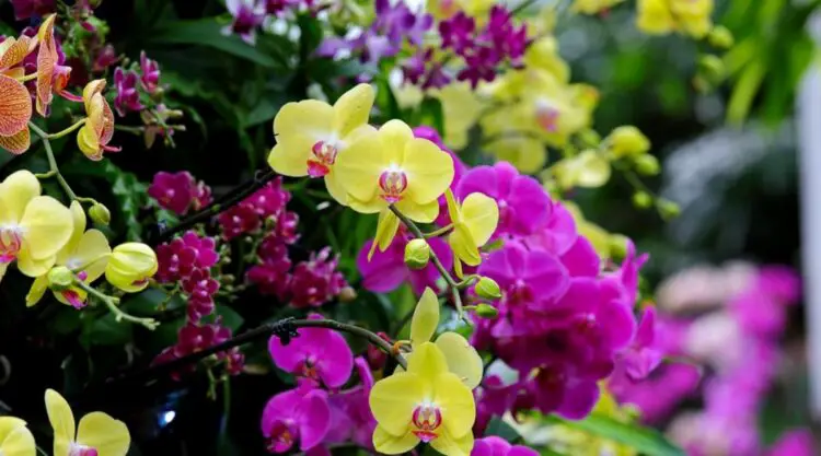 Clasificación de las orquídeas
