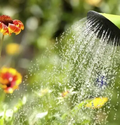 ¿Cómo regar las plantas en climas cálidos?