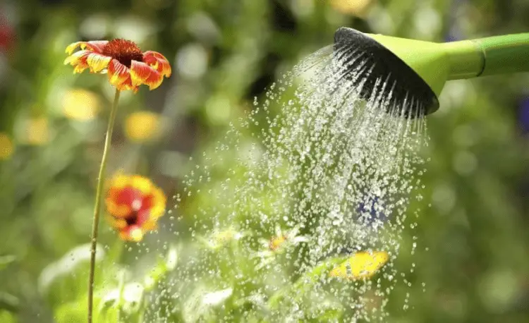 Cómo regar las plantas en climas cálidos