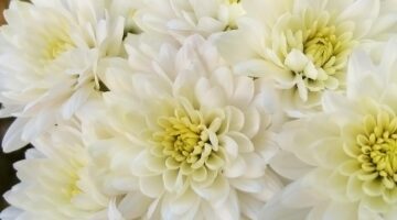 Crisantemo blanco