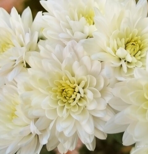 Crisantemo blanco: significado, cuidados y usos