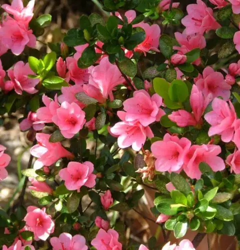 Cultivo de rododendros en el jardín: Todo lo que debes saber