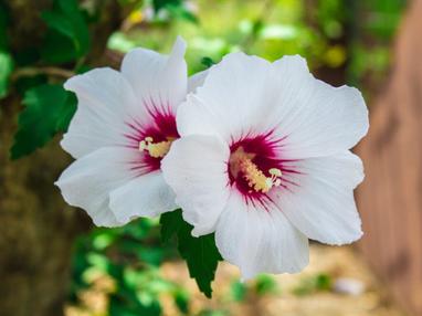 Tipos de flores blancas hermosas con nombres y fotos