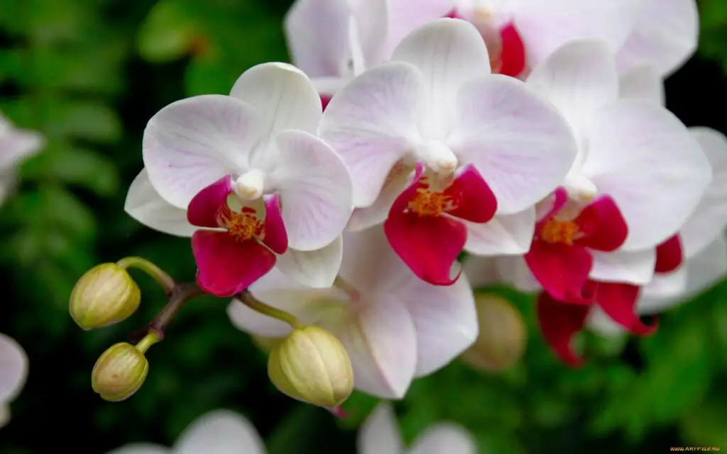 Tipo de flor orquideas
