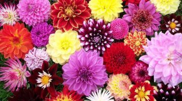 Tipos de flores más conocidas y bonitas: Características y clasificación