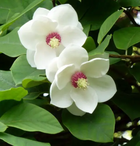 ¿Cómo cultivar magnolias en el jardín?