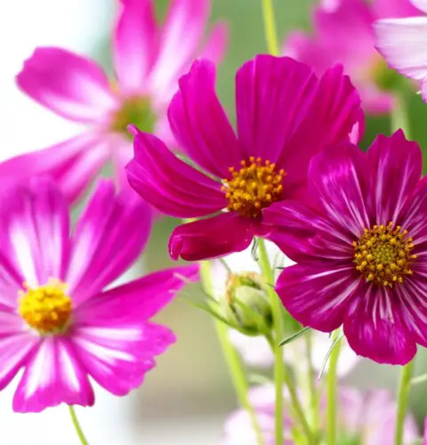 13 Flores japonesas más bonitas con su significado