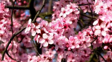 Flor del Almendro: Floración y Significado
