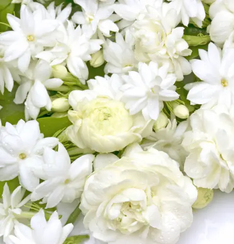 Cuál es el significado y simbolismo de las gardenias