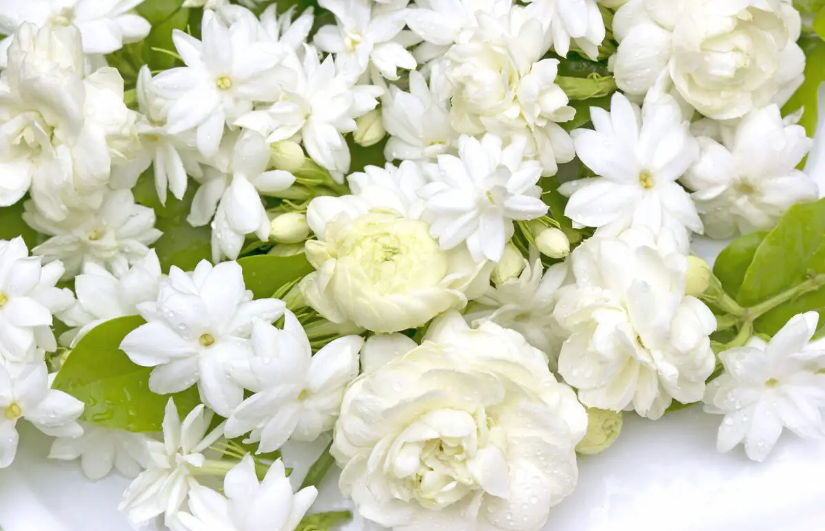 Cuál es el significado y simbolismo de las gardenias