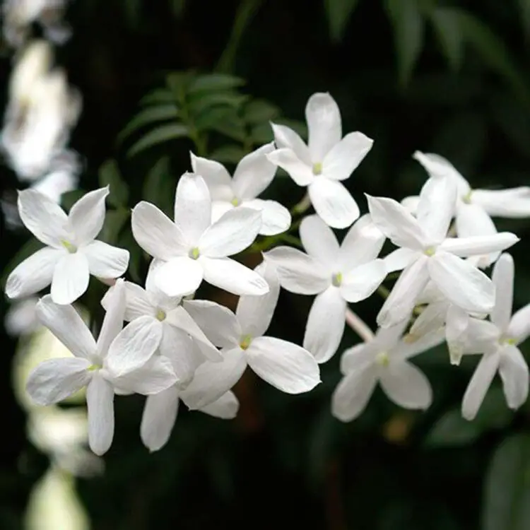 Cuidados del jazmín chino blanco (Jasminum Polyanthum)