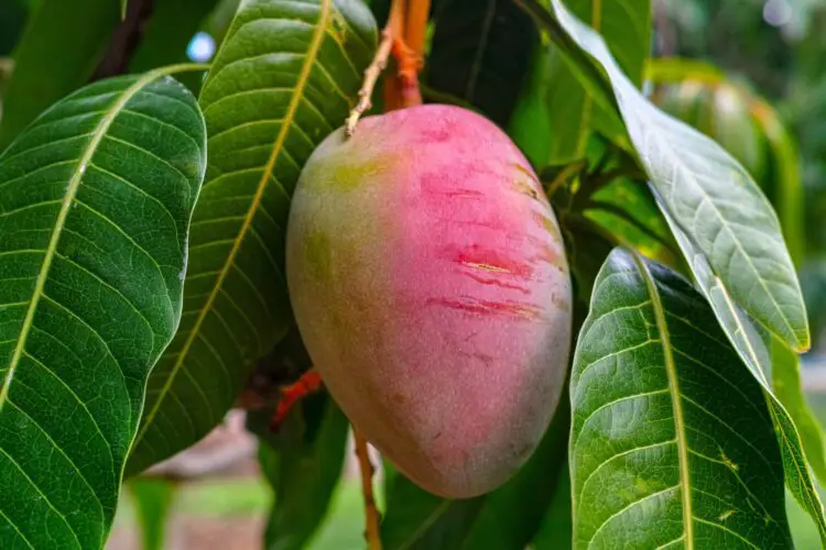 Principales plagas y enfermedades del mango
