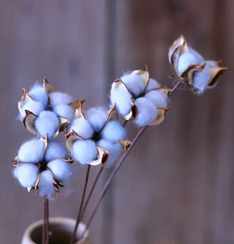 Significado de la Flor del algodón: Simbolismo y colores