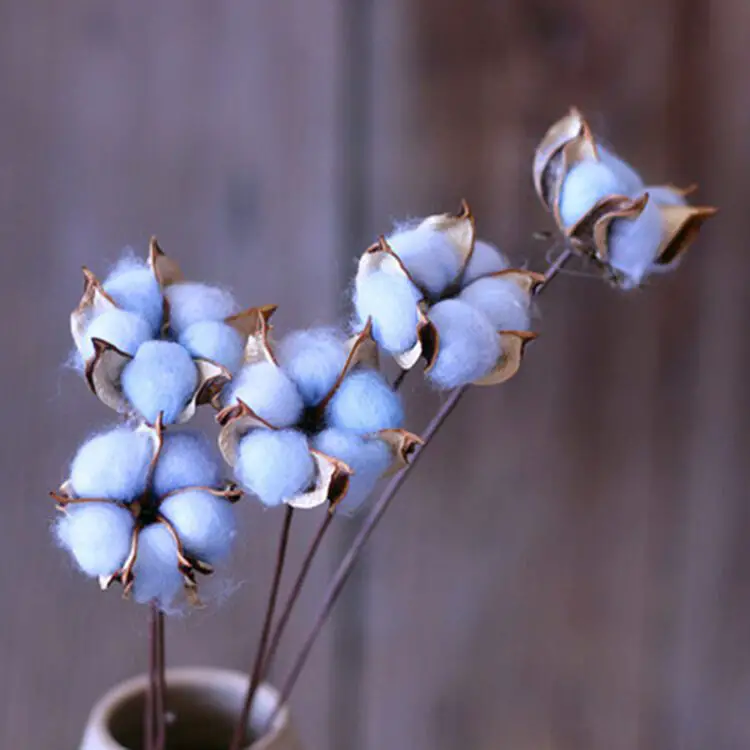 flor de algodon significado