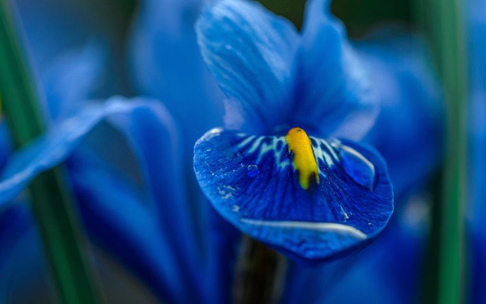 blue iris
