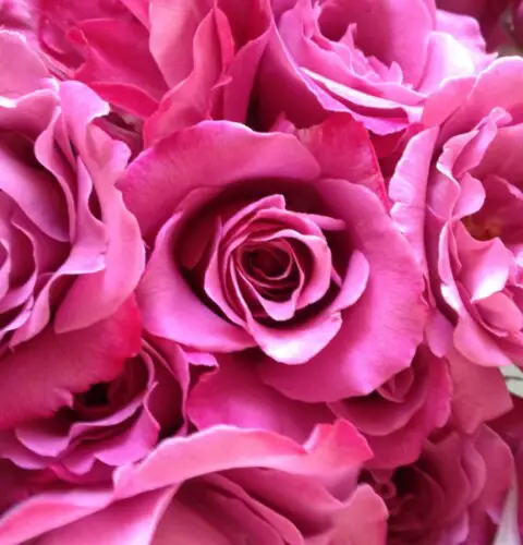 Significado de las rosas rosadas