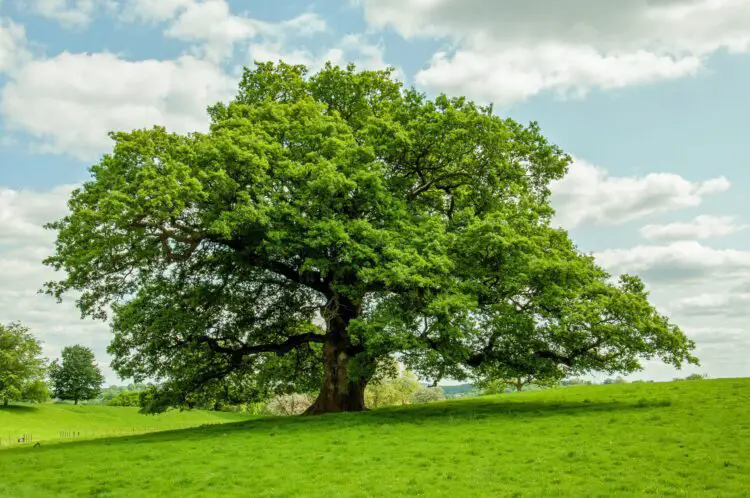 Significado y simbolismo del árbol de roble