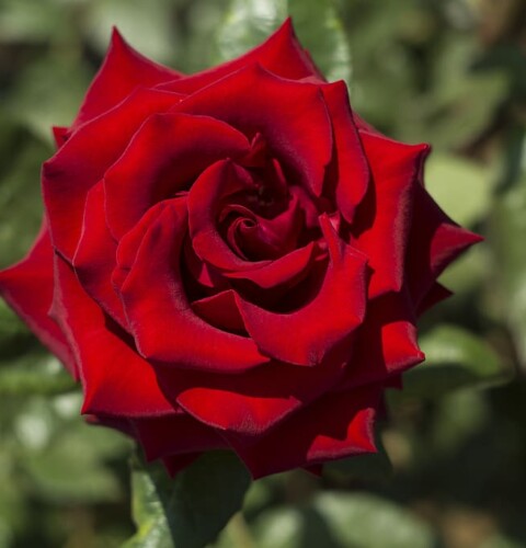 ¿Cuáles son los principales errores en el cuidado de las rosas?