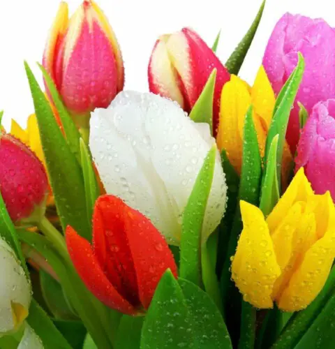 Todo lo que debes saber sobre el cuidado de los tulipanes
