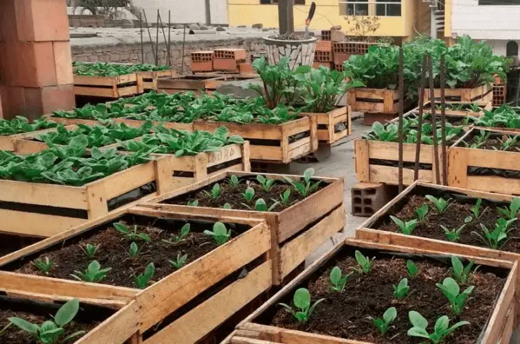 Cultivo de plantas en cajas