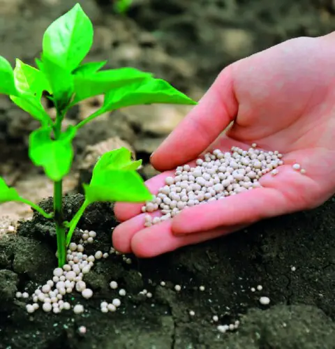 Fertilizantes artificiales: tipos y aplicación en el jardín