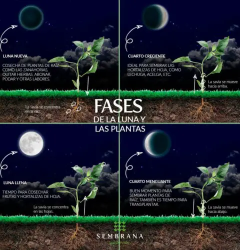 La influencia de las fases de la luna en las plantas