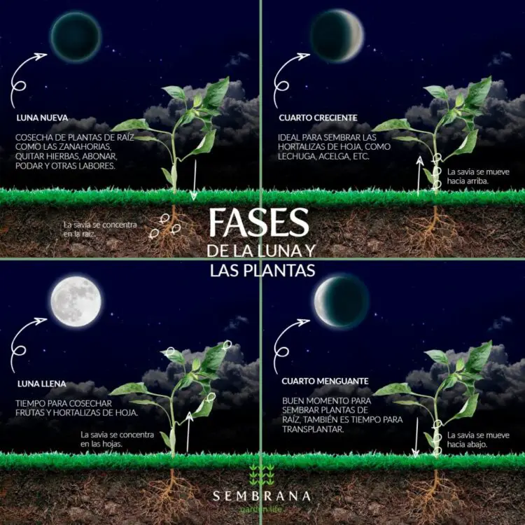 influencia de las fases de la luna en las plantas