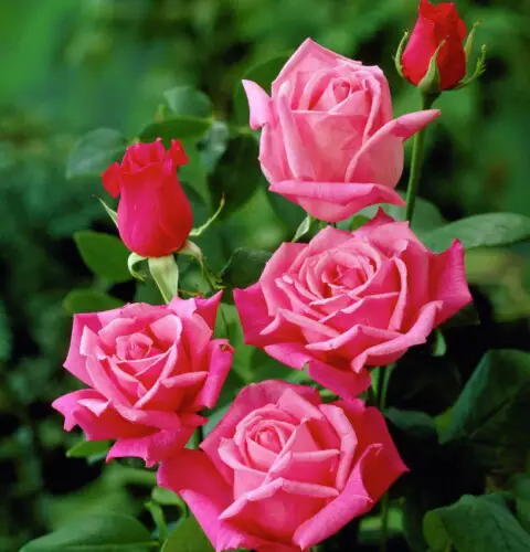¿Consejos para no cometer errores en el cultivo de rosas?
