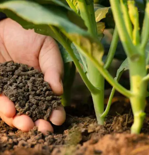 ¿Cómo preparar fertilizante para tu jardín?
